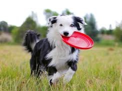 Border collie The Border Collie is a working and herding dog breed developed in the Anglo-Scottish border region for herding ...